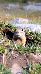 Groundhog emerging from burrow