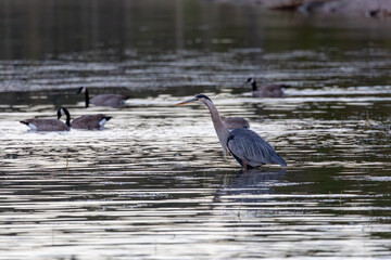 Herons and Ducks in Grand Teton National Park