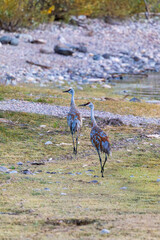 Herons and Ducks in Grand Teton National Park