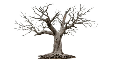 Ancient Gnarled Dead Tree with Exposed Roots