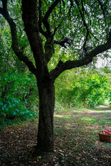 vieux pommier qui laisse tomber ses belles pommes