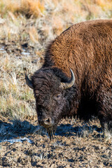 Bison Grazing in Grand Teton National Park