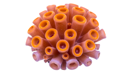 Macro shot of orange coral polyps on black background