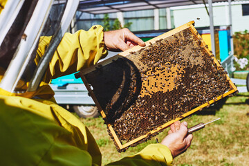 Middle aged man inspecting honeycomb frame covered with bees while wearing protective beekeeping suit outdoors, holding hive tool in hand, examining bee colony health