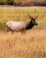 Elk Grazing in Grand Teton National Park