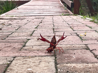 Crayfish on a Garden Path – Nature and Wildlife Scene