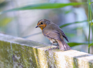 European robin "Erithacus rubecula" perched on wooden fence, looking back over wing listening. Colorful "redbreast" bird with bright red orange feathers. Ireland