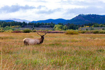 Elk Grazing in Grand Teton National Park