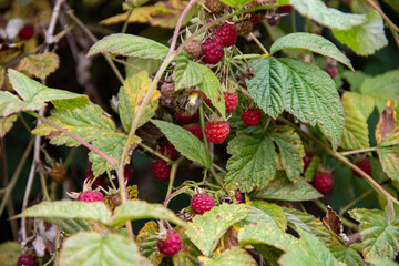 Vibrant red raspberries nestled among lush green leaves, showcasing the beauty of nature's bounty in a garden setting, emphasizing organic growth and seasonal harvest