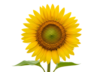 Single Sunflower on Black