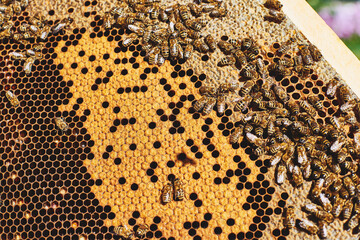 Honey bees gathering on honeycomb frame with visible hexagonal cells and capped brood, insects actively working and moving across surface, close up of beekeeping process