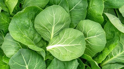 Obraz premium Green leaves close up texture veins and vibrant color