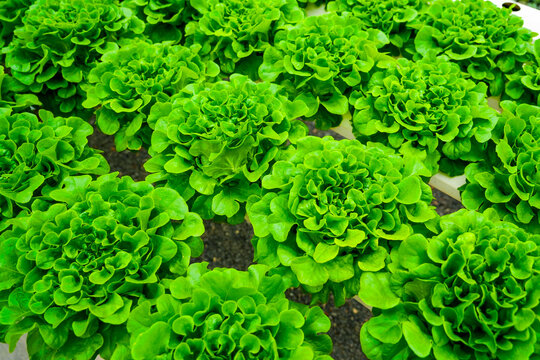 Vibrant green lettuce flourish in a controlled indoor environment, showing the benefits of hydroponic farming techniques for healthy produce growth - Powered by Adobe