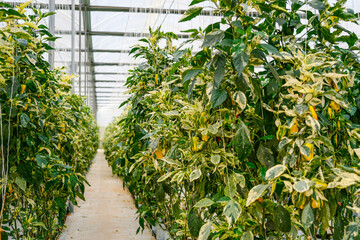 Inside a greenhouse, numerous rows of vibrant variegated green sweet pepper plants grow. The plants are supported ceiling of the structure modern agriculture the cultivation of crops indoors.