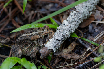 Hiding Southern toad 