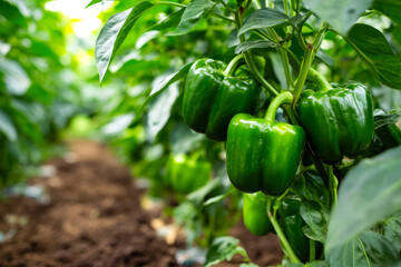 Green bell peppers growing in a lush farm setting