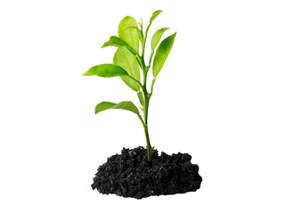 Green sprout growing from soil isolated on white background