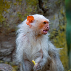 Silvery Marmoset Eating an Insect