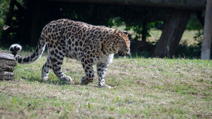 Amur Leopard Walking on Grass