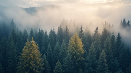Misty forest landscape at dawn showcasing tall evergreen trees and soft sunlight breaking through clouds