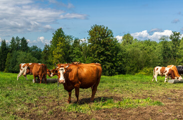 A group of brown and white dairy cows grazes on a green pasture near the forest. Their strong presence illustrates sustainable livestock farming, milk production, and the authentic rhythm of rural lif