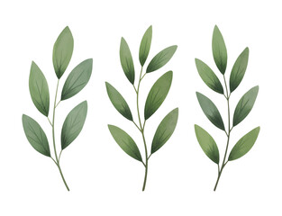 Minimal botanical greenery stems isolated on white background. Watercolor eucalyptus leaf.
