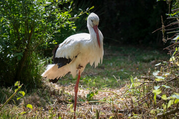 White Stork Standing onOne Leg