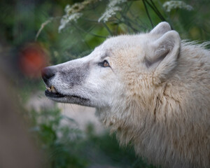 Close up White Wolf Side View