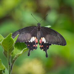 Swallow Tail Butterfly on a Leaf