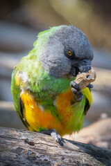 Senegal Parrot Feeding on a Monkey Nut © Ian