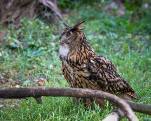 Eagle Owl Standing on Grass