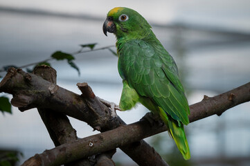Yellow Fronted Amazon Perched on a Branch