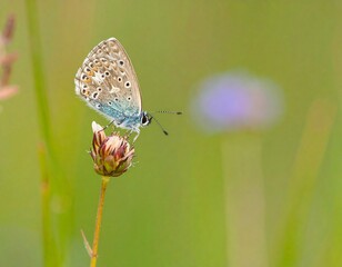 Close-up of a butterfly perched on a flower