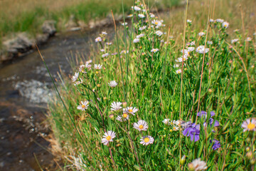 Meadow Wildflowers, Yellowstone 