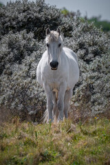Fototapeta premium Beautiful Wild White Horse in a Field