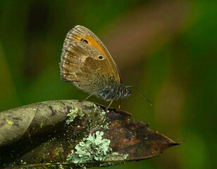 Obraz premium Close-up of a butterfly resting on a leaf