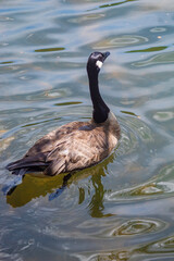 Goose in Carolinas Lakes