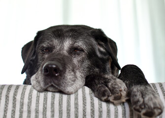 A large old black dog with a grey muzzle lies on a striped blanket on the edge of the sofa.