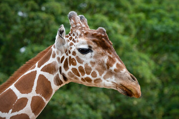 Rothschild Giraffe Close up Side Profile
