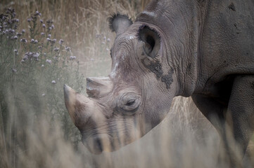 Close up Black Rhinoceros Walking in Grass