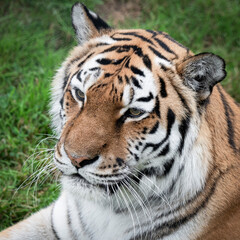 Close up Amur Tiger Resting
