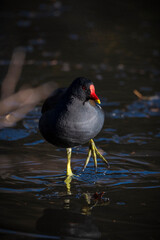 Adult Moorhen Standing in Shallow Water