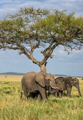 Fototapeta premium Elephants enjoying shade under acacia tree in African savanna