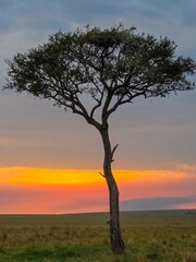 Fototapeta premium Lonely acacia tree standing in the african savanna at sunset