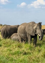 Obraz premium Elephants grazing in the African savanna under a cloudy sky