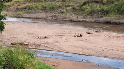 Lions relaxing on a riverbank in Maasai Mara National Reserve, Kenya