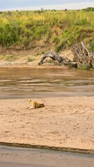 Lioness resting on riverbank in african savanna