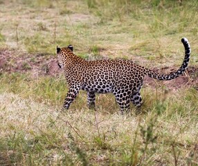 Leopard walking in the african savanna looking for prey