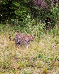 Leopard walking in the savannah grass of Africa