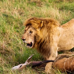 Male lion guarding its prey in the African savanna